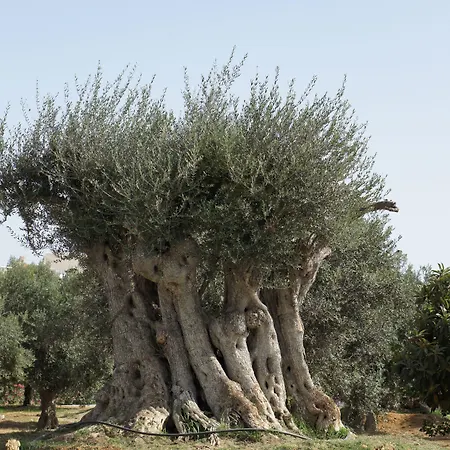 Hotel De Charme Capela Artes Armação de Pêra